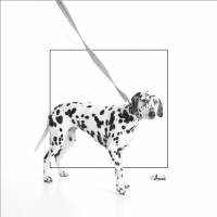 Anne WURTHLIN - PHOTO GRAPH